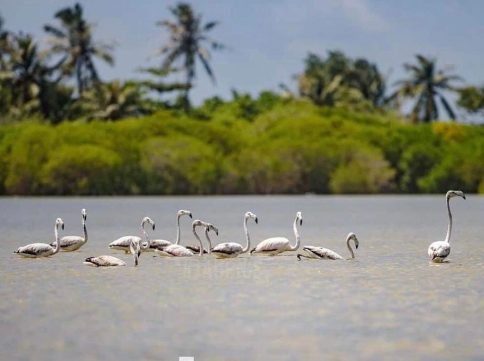 Flamingo hifai vikkaa nama Council thakun fiyavalhu alhan vaane: Climate Change committee