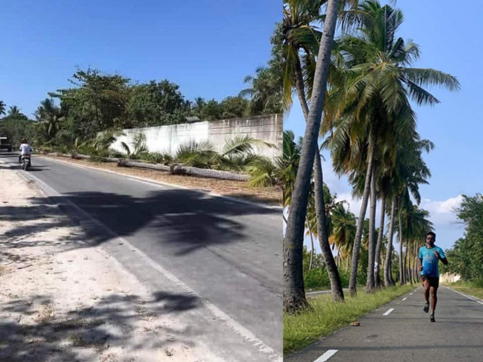 Netizens express anger as Addu Council cuts down 'iconic' palm trees on link road