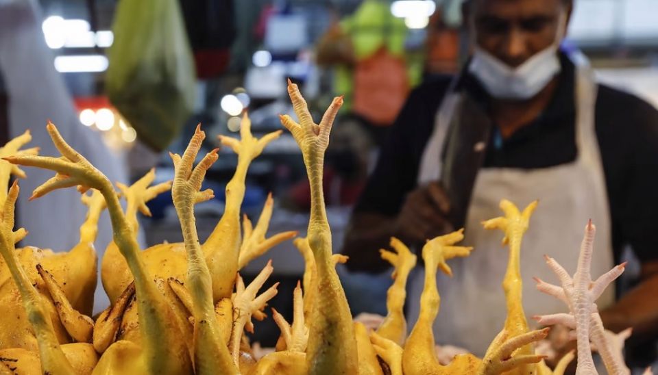 Malaysia inn kukulhu export madujassalan nimmaifi