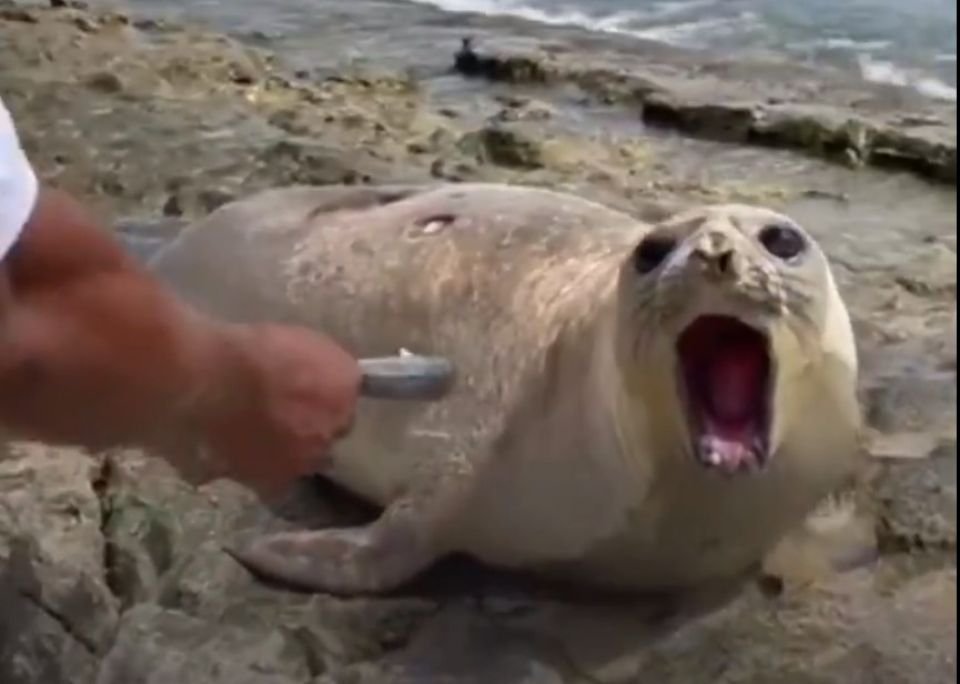 Seal found in Addu not dangerous, don't harm the animal: EPA