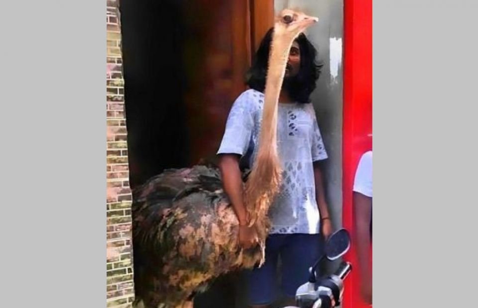 An ostrich as a pet in a house in Male', authorities investigate