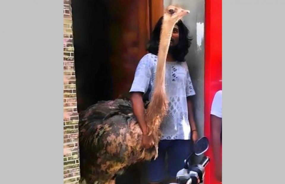 Male ge geahgai Ostrich eh, massala balanee