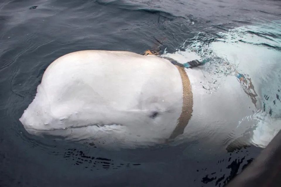 Russia ge spy whale Norway huraskoh Sweden ah, gaumuthakah faaralanee!