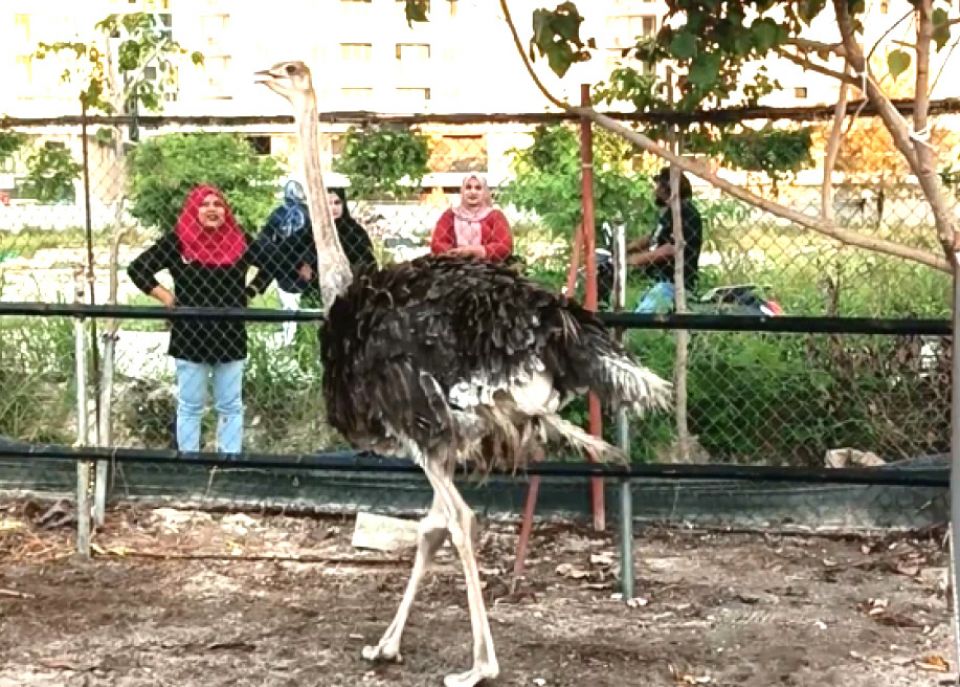 Bayaku hamalaa dhee fai bindhaali Ostrich maru vejje