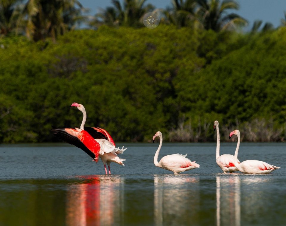 Colourful flamingos touch down in Kulhudhfushi once again  