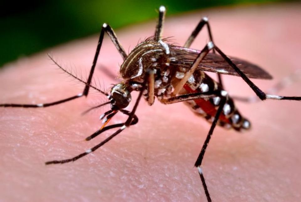 40 cases of Dengue & 117 cases of Chikungunya reported last week