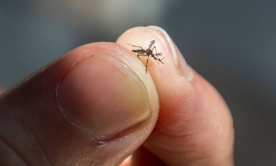 Mi mahu Male' in Chikungunya ge 78 case, samaaluvaan ilthimaas koffi