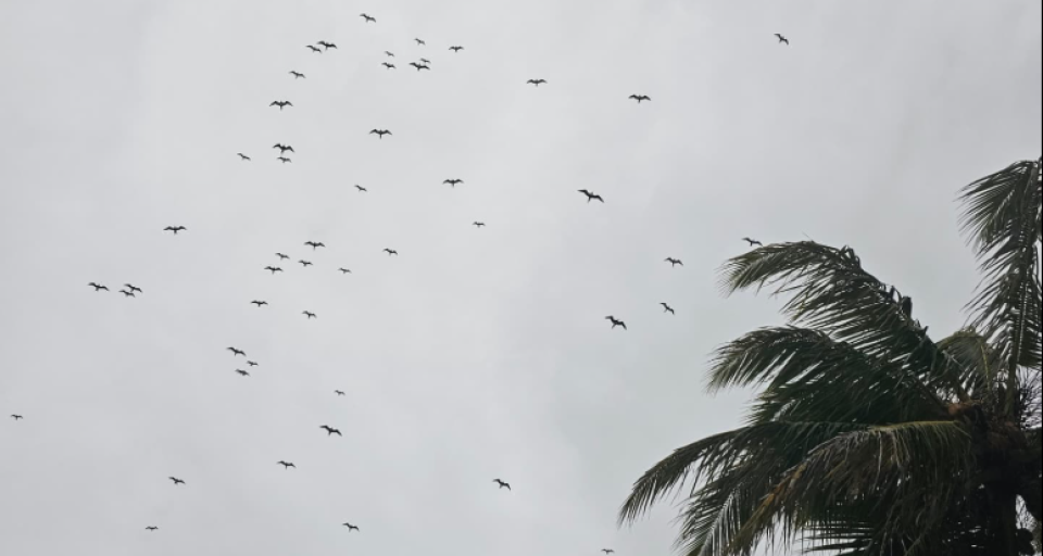 Mi dhuvas varu Fuvahmula City ah bodu eidheh, ehmmn fulhangi negumugai avidhi nethi!