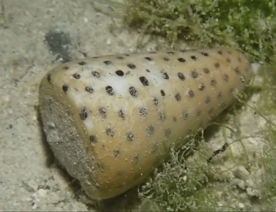 Venomous Cone Snails spotted at Rasfannu, public cautioned