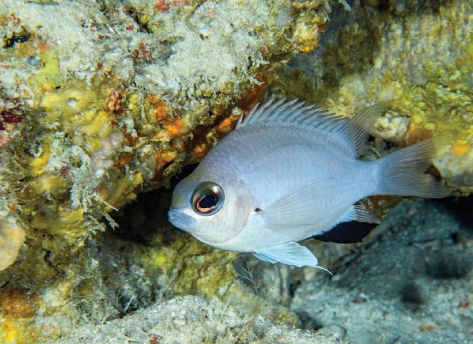 Dhuniye in alah record kurevunu maheh Raajje in fenihjje 