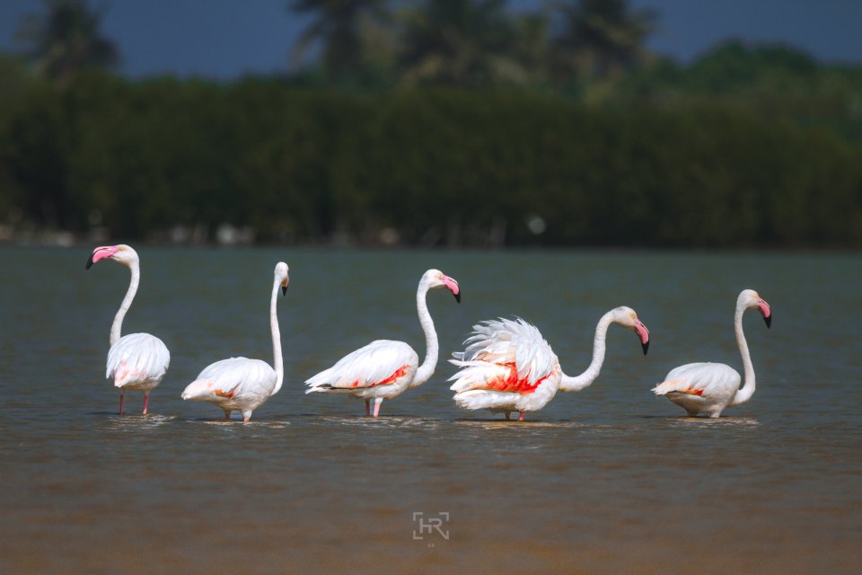 Kulhudhuffushi Council prohibits canoeing in the Mangrove to avoid disturbing the flamingos 