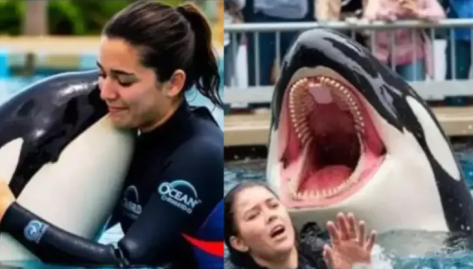 Jessica ah Orca attack kuraa video akee fake eh, viral clip ge fahathugai vaa hageegah thajuribaa kaarun hissaa koffi