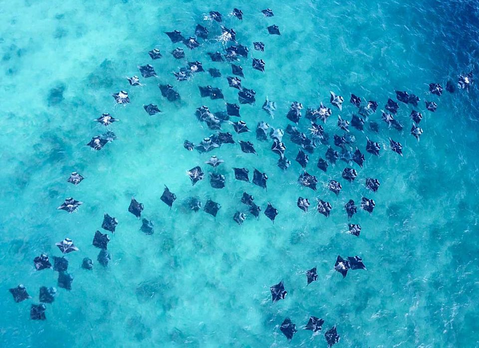 Falhu konumuge mashroo aa medhu kanboduvun faalhukurahvai Nasheed govaalevvee Hanifaru falhu himaayaih kurumah