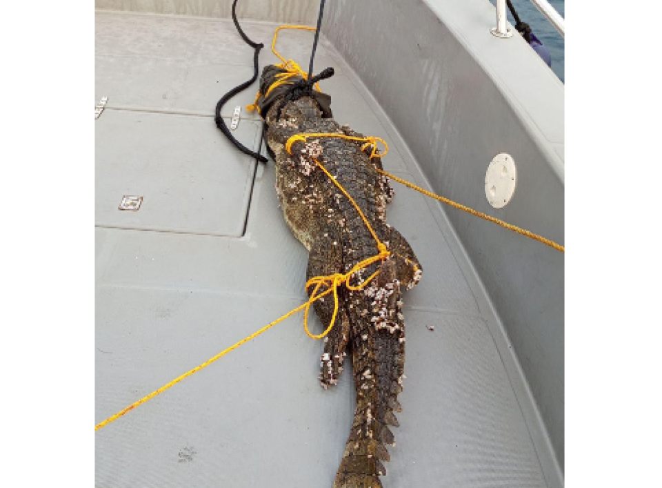 K.Guradhoo kairin fenunu Kinboo, rajjey ge sarahah dhun beyrah dhookollan massaikah kuranee