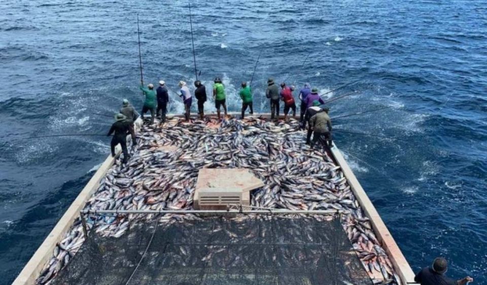 15 kilo ah vure ginavaanama, bodu kanneli ganna agu 25 rf. ah bodu koffi 