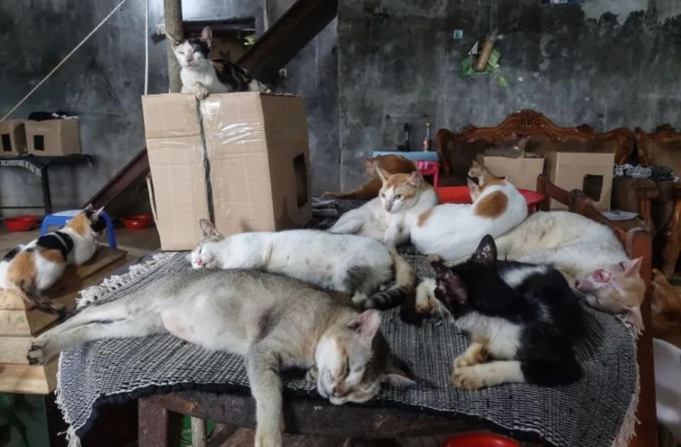 A cat tortured & killed in Hoarafushi, Police launch investigation