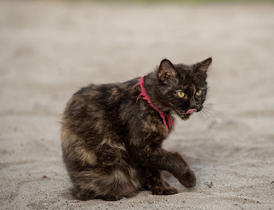 Ministry warns those who torture animals face harsh punishment