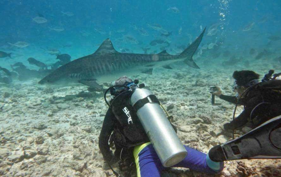 Feenan dhiya fathuruveri akah miyareh hamalaa dhee dhe fai zaham kollaifi