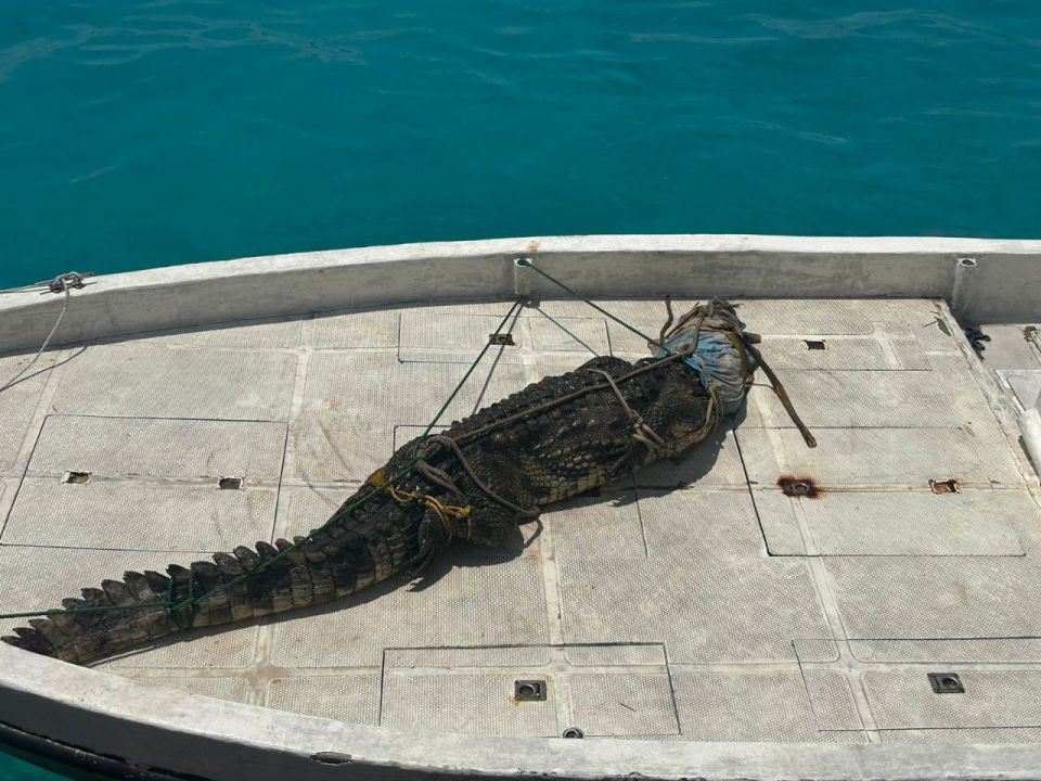 Lh. Atoll falhurashakun fenunu 5ft ge kinboo sifainnaa havaalukohfi