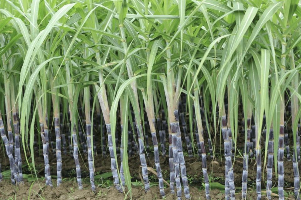 India in hakuru export kurun September ge niyalah huttuvaifi