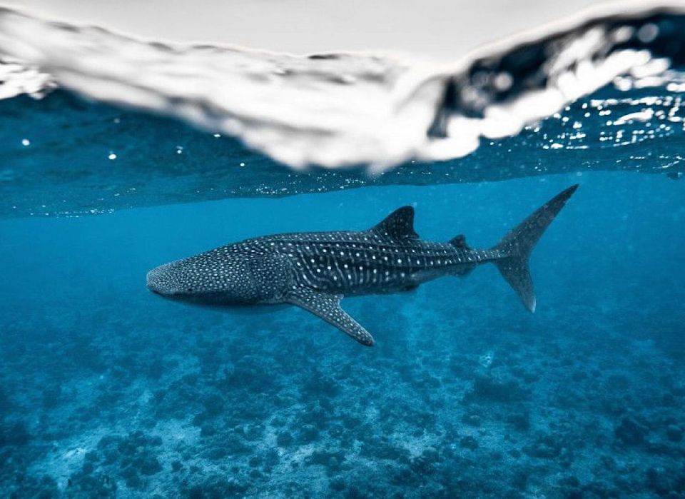 TTM awards 2026: Emme molhu dive resort ge magaamu Royal Island ah