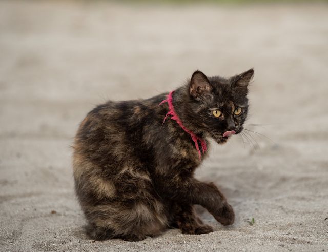 VAAHAKA: Mansha 2 - (27)