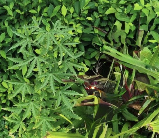 Cannabis gas hahdhaa, masthuvaathakethi gengulhunu meehaku 100 aharah jalah laifi 