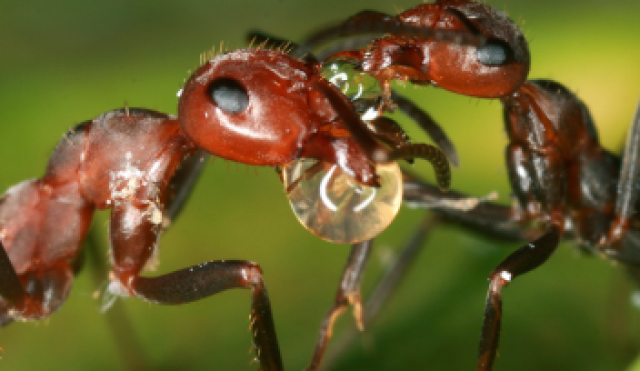 Raajjeyge Islaamee halloarathugai auqaafakee muhinmu dhaureh adhaakuraa nizaamakah hadhaanan: Minister Shaheem