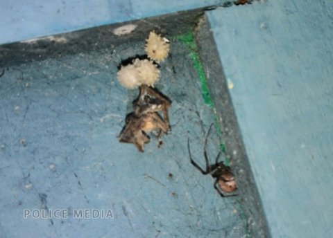 Brown Widows discovered in Maldives
