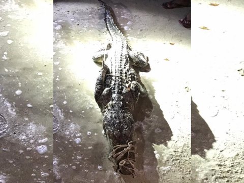6ft crocodile caught in Kondey
