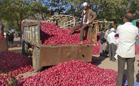 Maldives not included in India's select onion export list
