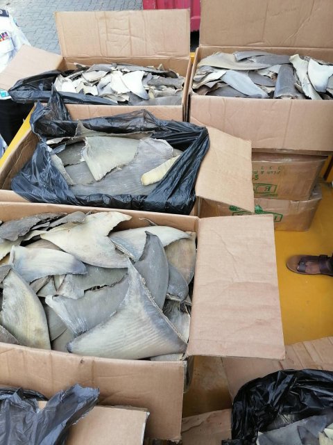 Authorities seize 21 boxes of shark fins from VIA