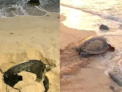 Rare sighting of a sea turtle in Male'