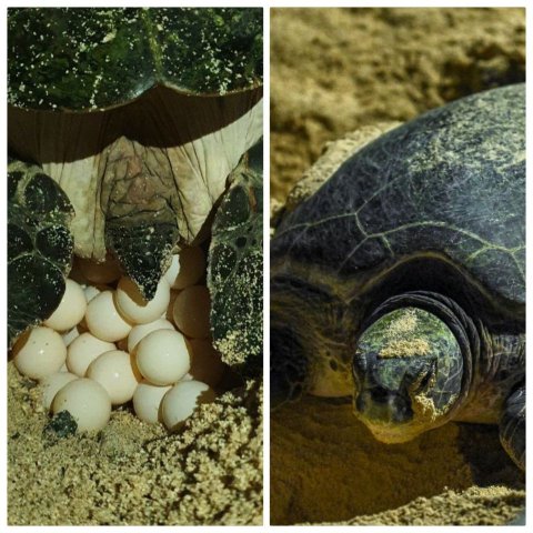 Turtle nest near Sinamale' bridge moved to Four Seasons Resort