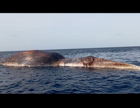 Huge Whale carcass found drifting in Vaavu Atoll