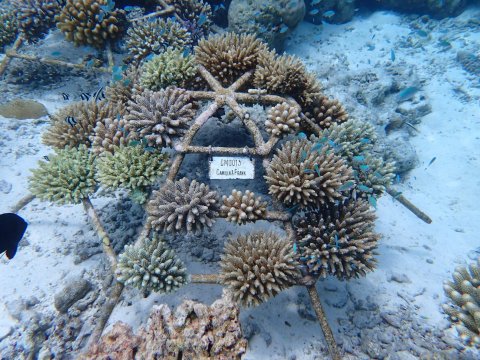 Guardians of the reef: Protecting the coral reefs of the Maldives