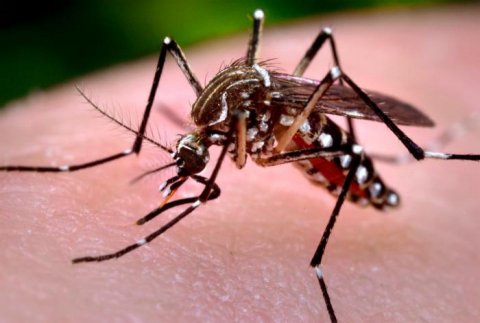 Dengue & Chikungunya spreading rapidly 