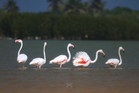 Kulhudhuffushi Council warns against disturbing the flamingos