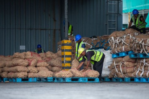 Onion Shortage: MPL clears more than 4,000 sacks