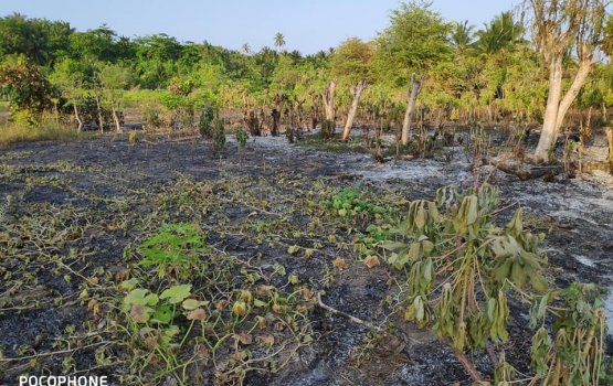 Hoonu gadhavumuge sababun kelaa dhanduthakugai alifaanuge haadisaa e hingaifi