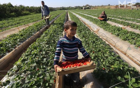 Israel ge fithunthakaieku Gazage strawberry sinaath indhajehenee
