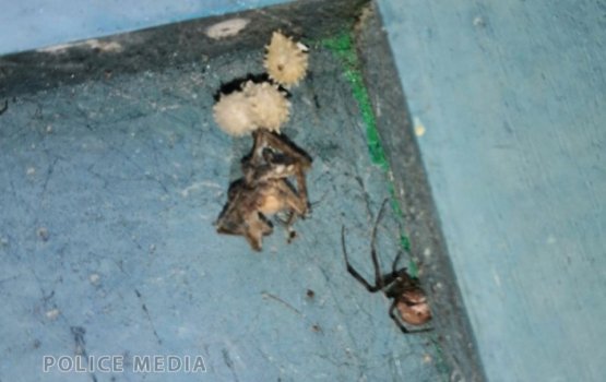 Brown Widows discovered in Maldives
