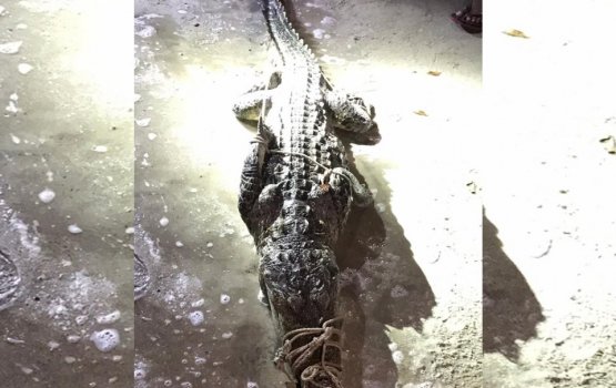 6ft crocodile caught in Kondey