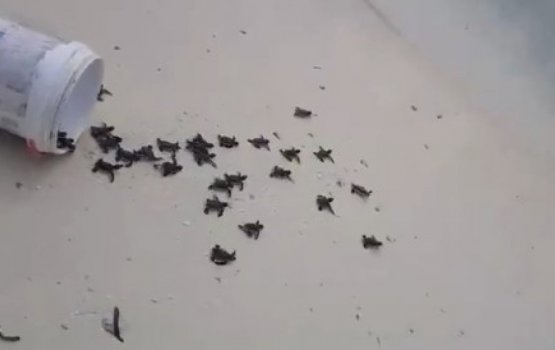 Police saves clutch of baby turtles in M.Muli