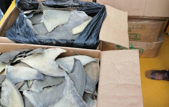 Authorities seize 21 boxes of shark fins from VIA