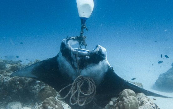 EPA warns of carelessly placed mooring lines that kills wildlife