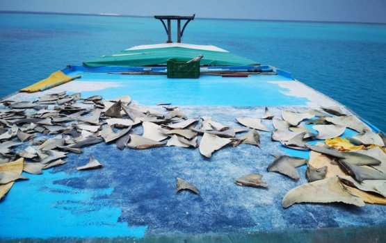 No plans to lift the ban on Shark fishery in the country: Govt