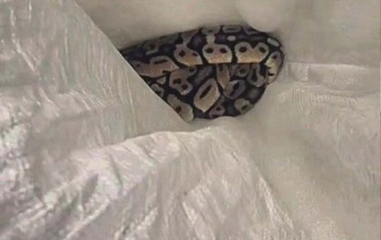 A snake discovered at a warehouse in Male'