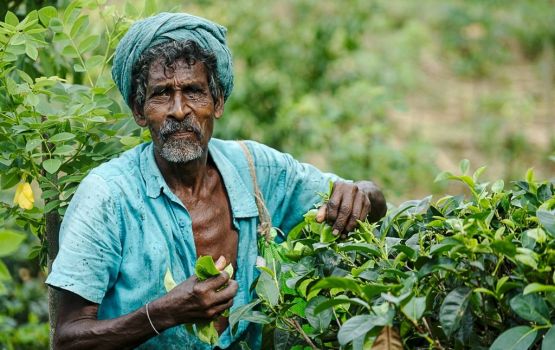Saifathu ge sinaathah asarukoh, Lanka inn organic farming aa dhurah