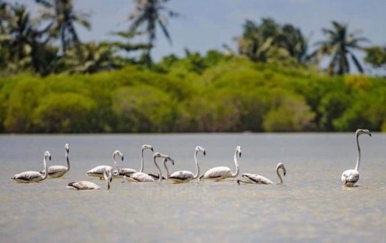 Illegally captured Flamingo seized from Baarah